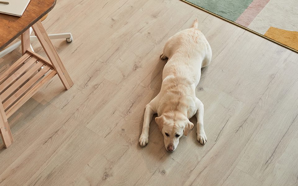 葳肯地板-SPC地板-寵物友善